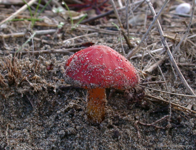 Funghi delle dune e retrodune...